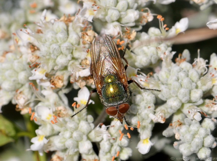 Rhyncomya sp. (Calliphoridae), maschio